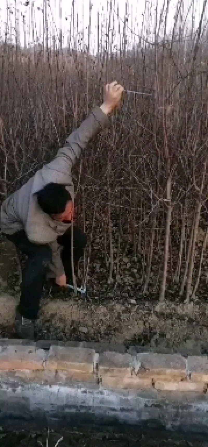 苹果苗寒富苹果苗富士系列苹果苗纯度保证成活率高