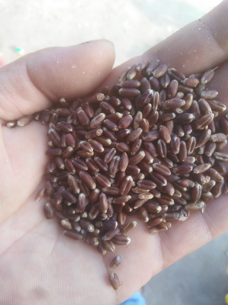今年新黑小麦大量上市供应陆地自然成熟好吃不贵