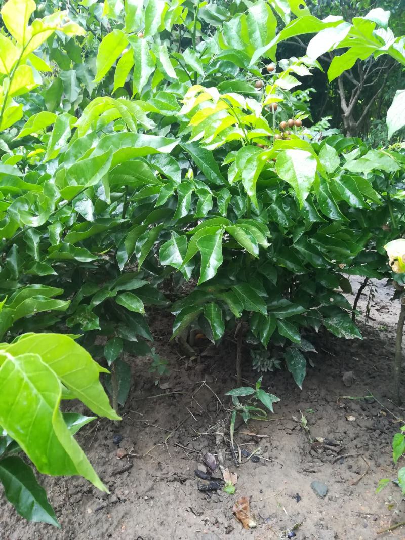广西自产自销纯正香蜜黑黄皮果苗