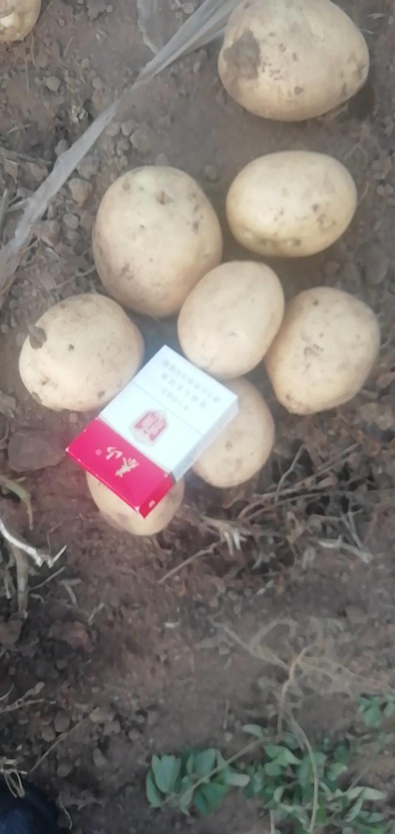 吉林省四平市优质尤金土豆
