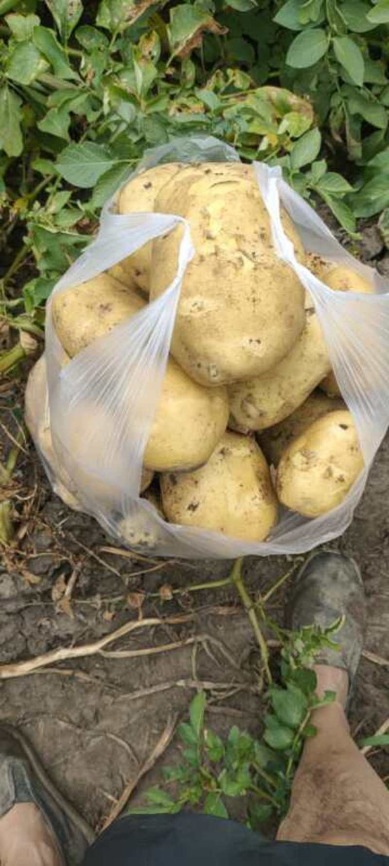 吉林省四平市优质尤金土豆