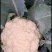 抗热免盖菜花苗，青梗白面小米粒苗圃直发包成活包技术