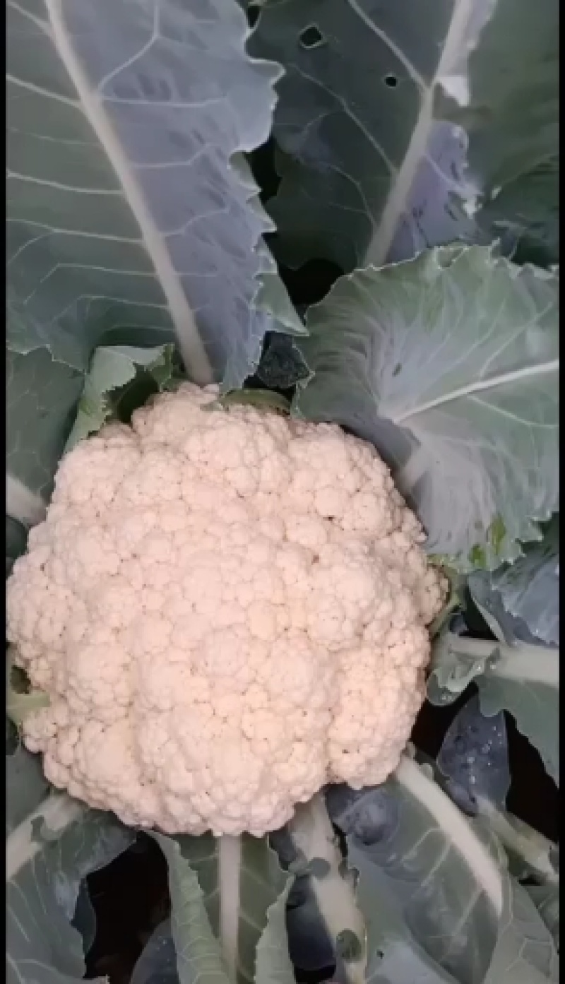 抗热免盖菜花苗，青梗白面小米粒苗圃直发包成活包技术