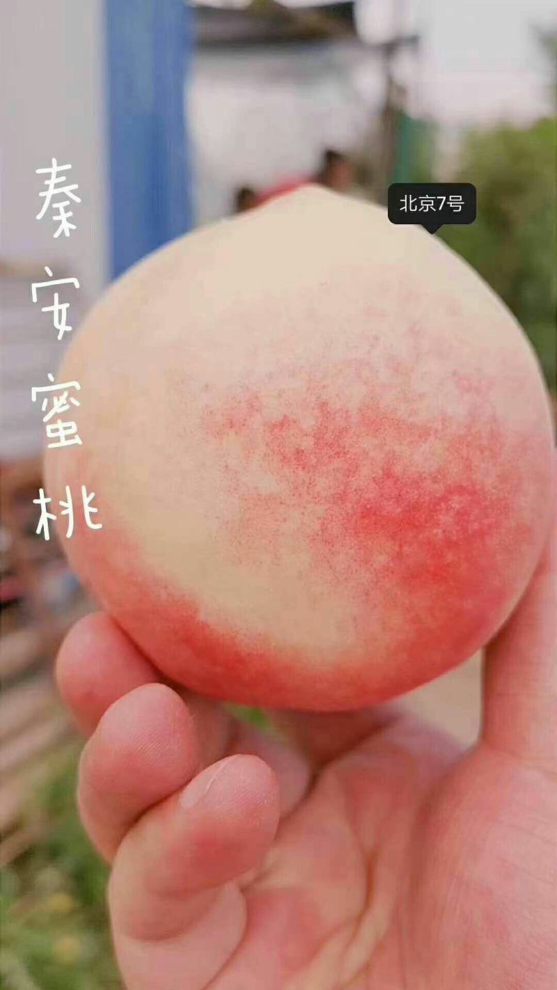 秦安蜜桃仓方早生北京七号
