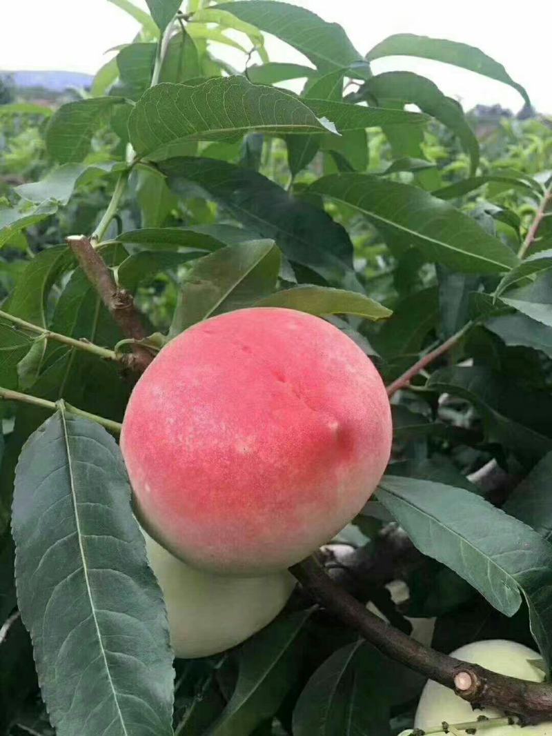 秦安蜜桃仓方早生北京七号