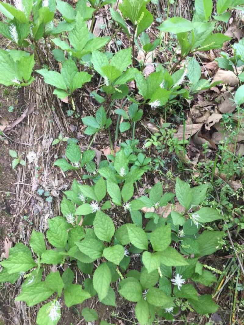 野生四块瓦，全棵晒干，净根水洗无杂都有货