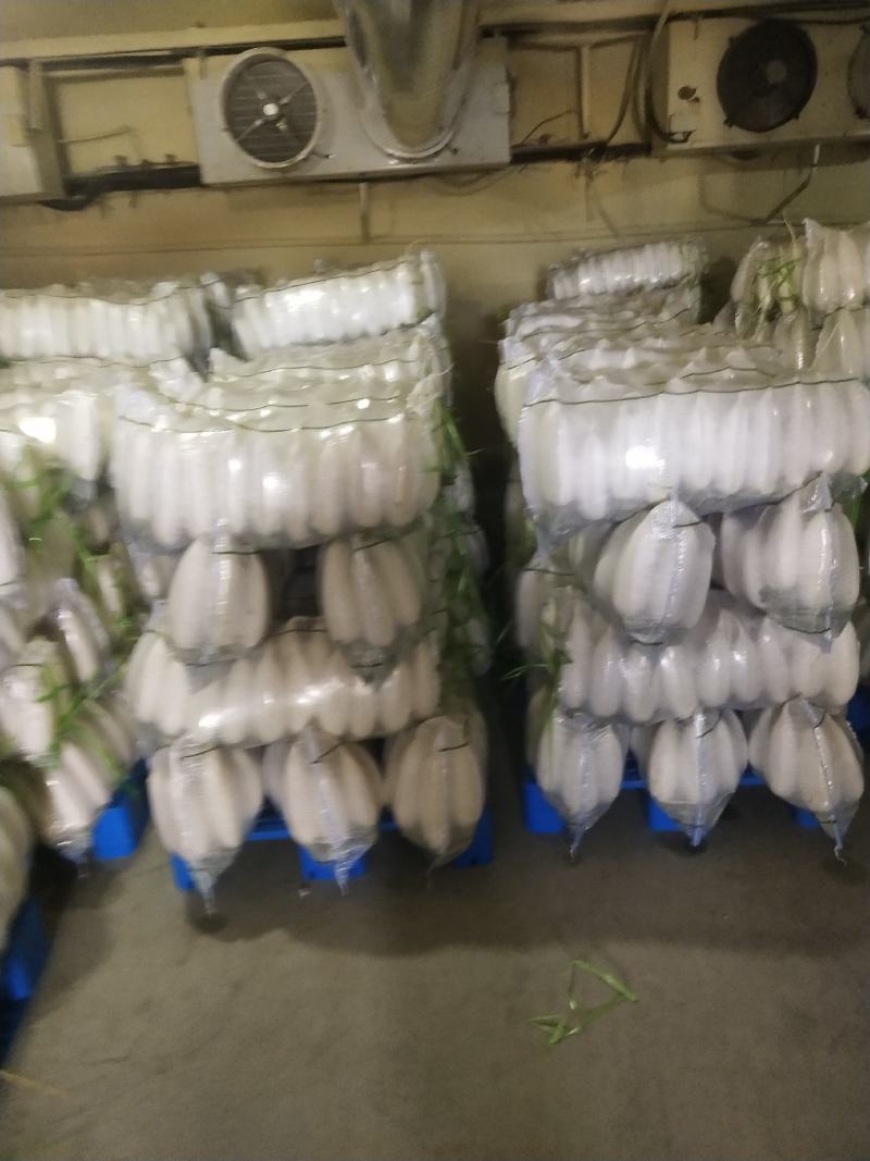 张家口萝卜大量供应，颜色好，条型好量大质优。