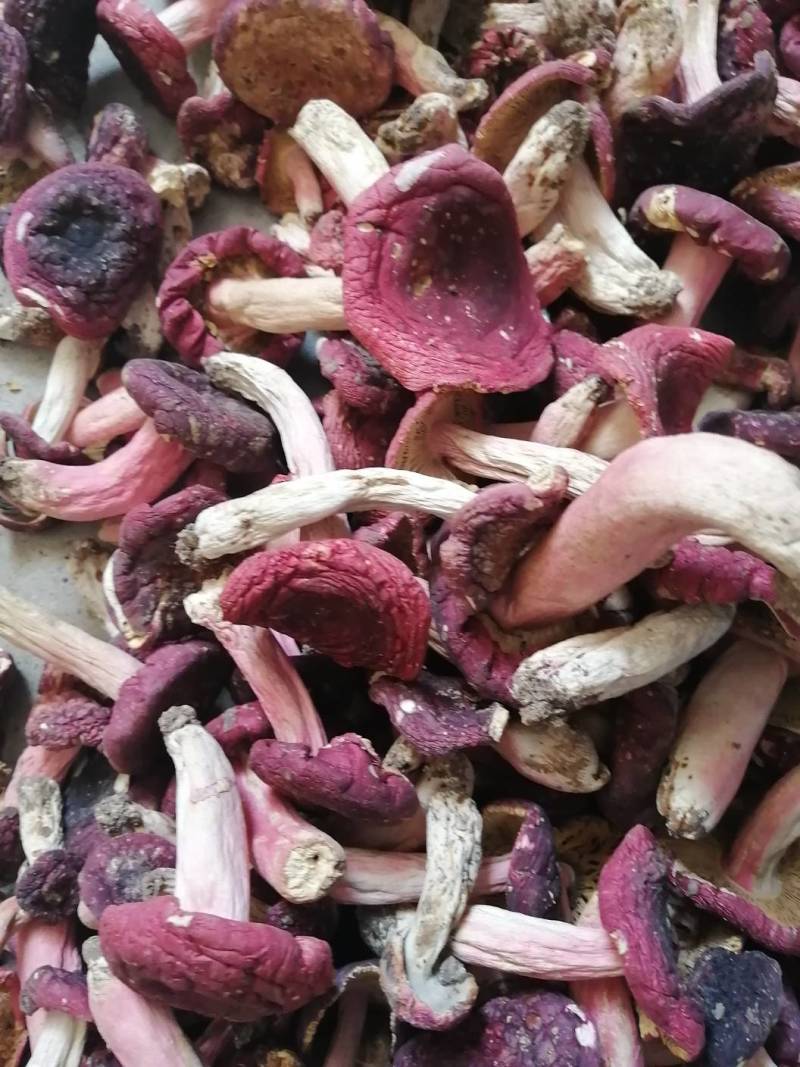 红菇干货500克实体店红蘑菇烤干的菇质量好批发价