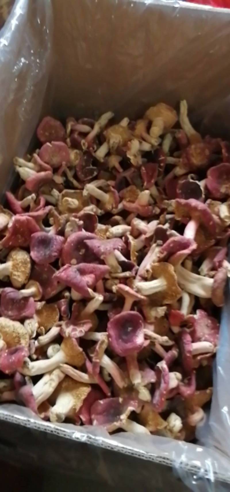 红菇干货500克实体店红蘑菇烤干的菇质量好批发价