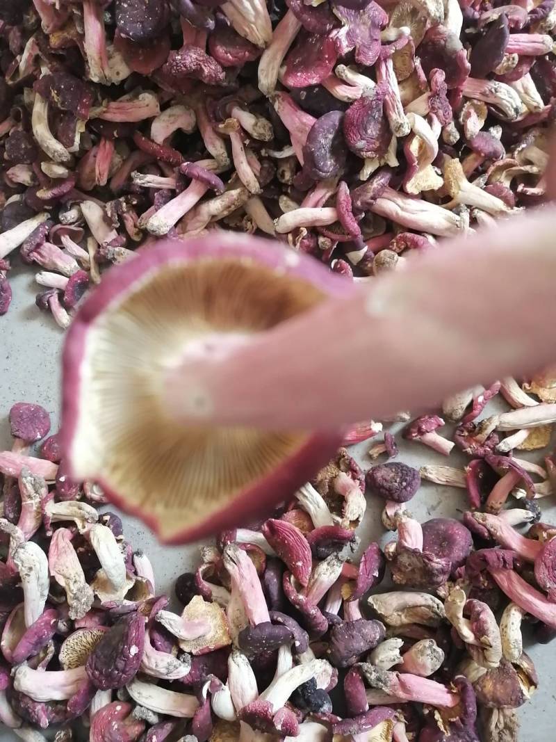 红菇干货500克实体店红蘑菇烤干的菇质量好批发价
