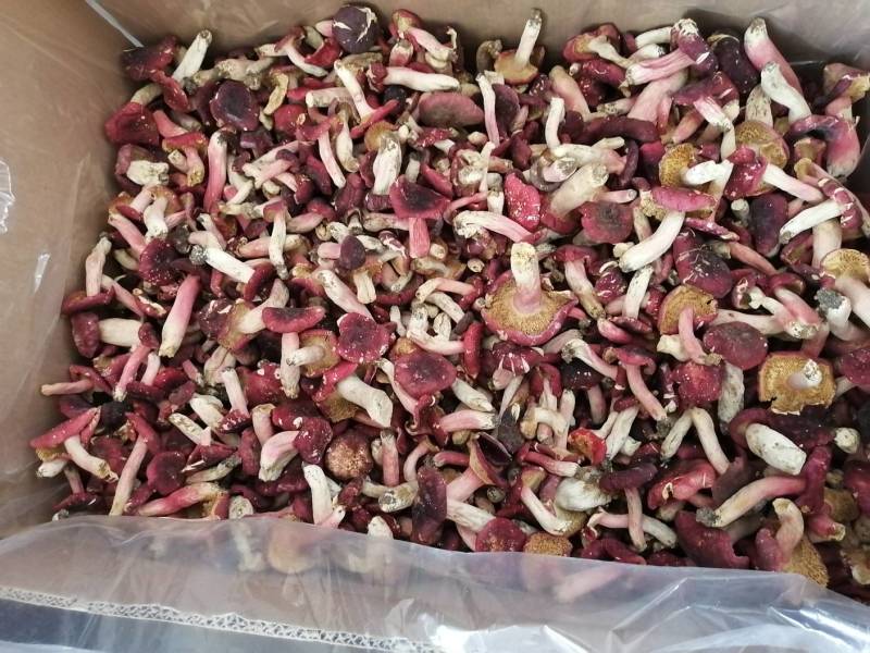 红菇干货500克实体店红蘑菇烤干的菇质量好批发价