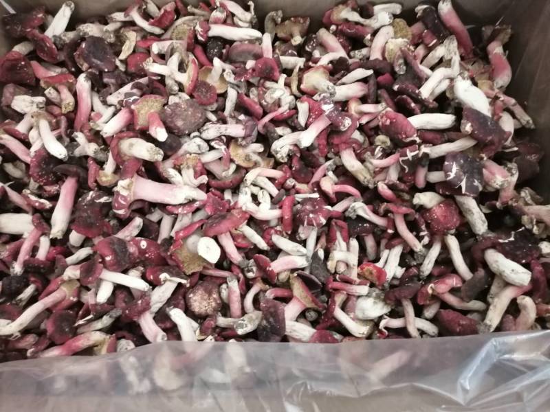 红菇干货500克实体店红蘑菇烤干的菇质量好批发价