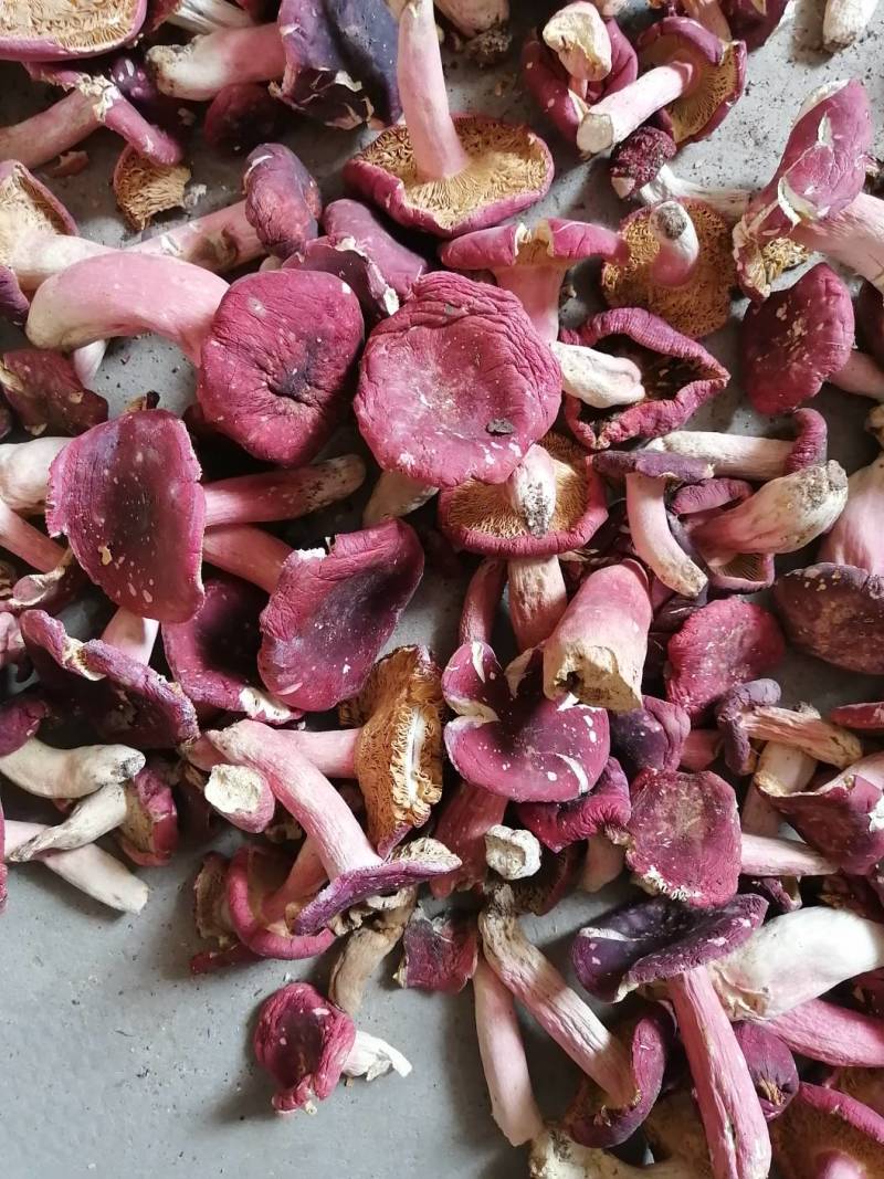 红菇干货500克实体店红蘑菇烤干的菇质量好批发价