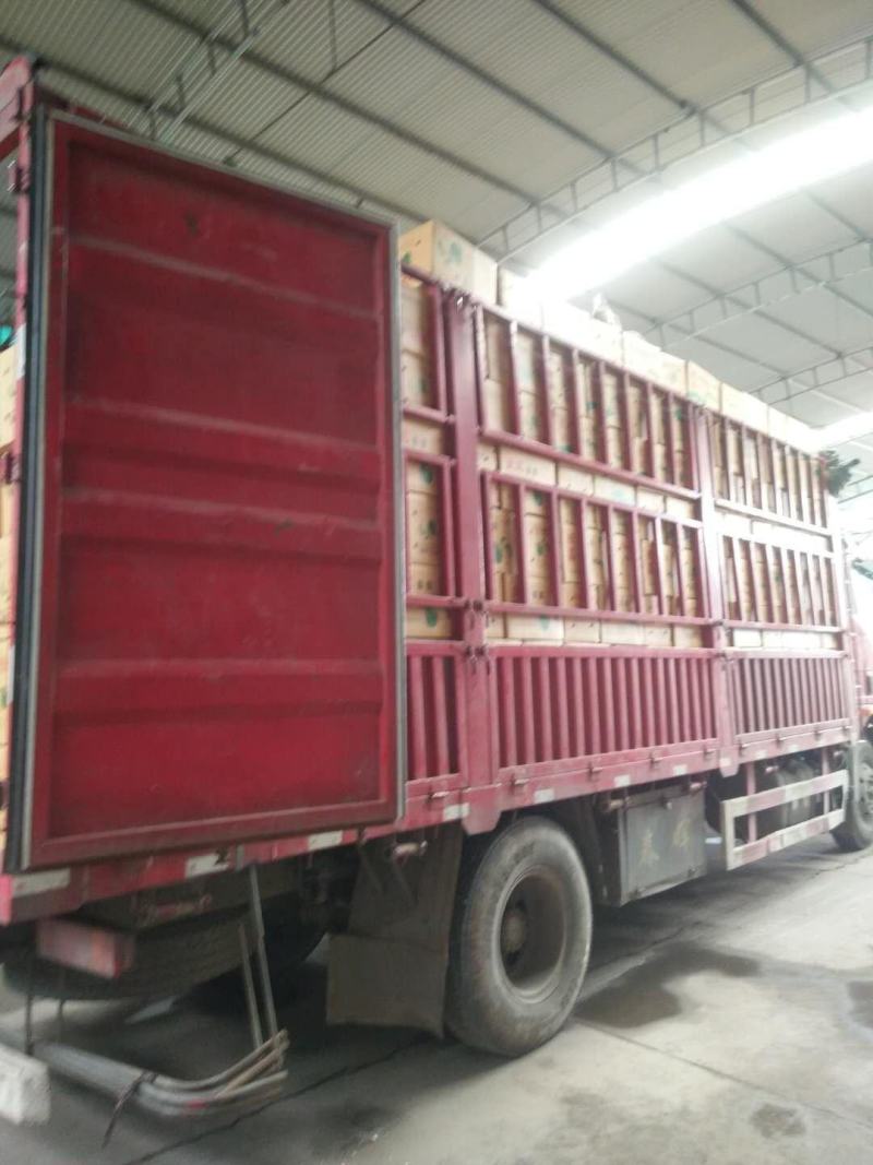 新皇冠梨大跳水，便宜皇冠梨大量现货，无软果