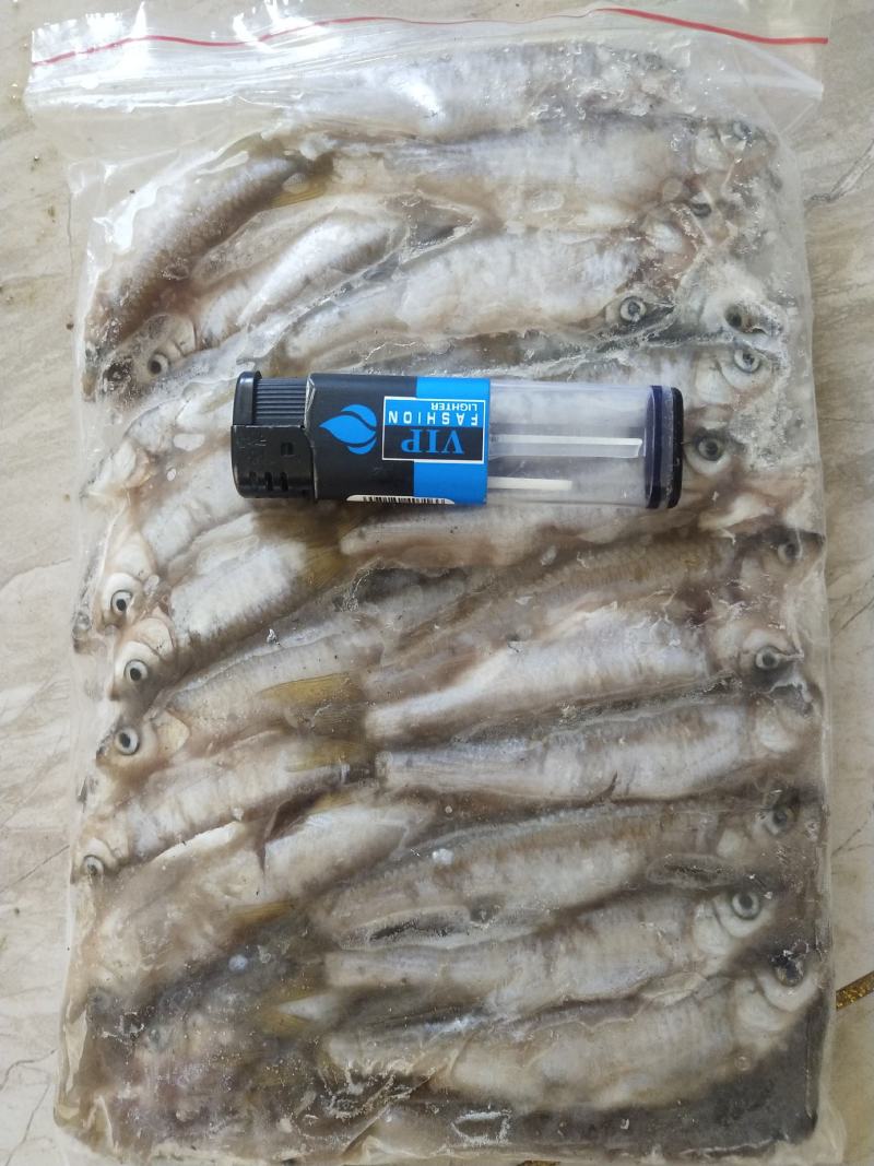 桃花鱼小嘴马口鱼冷水鱼大量出货