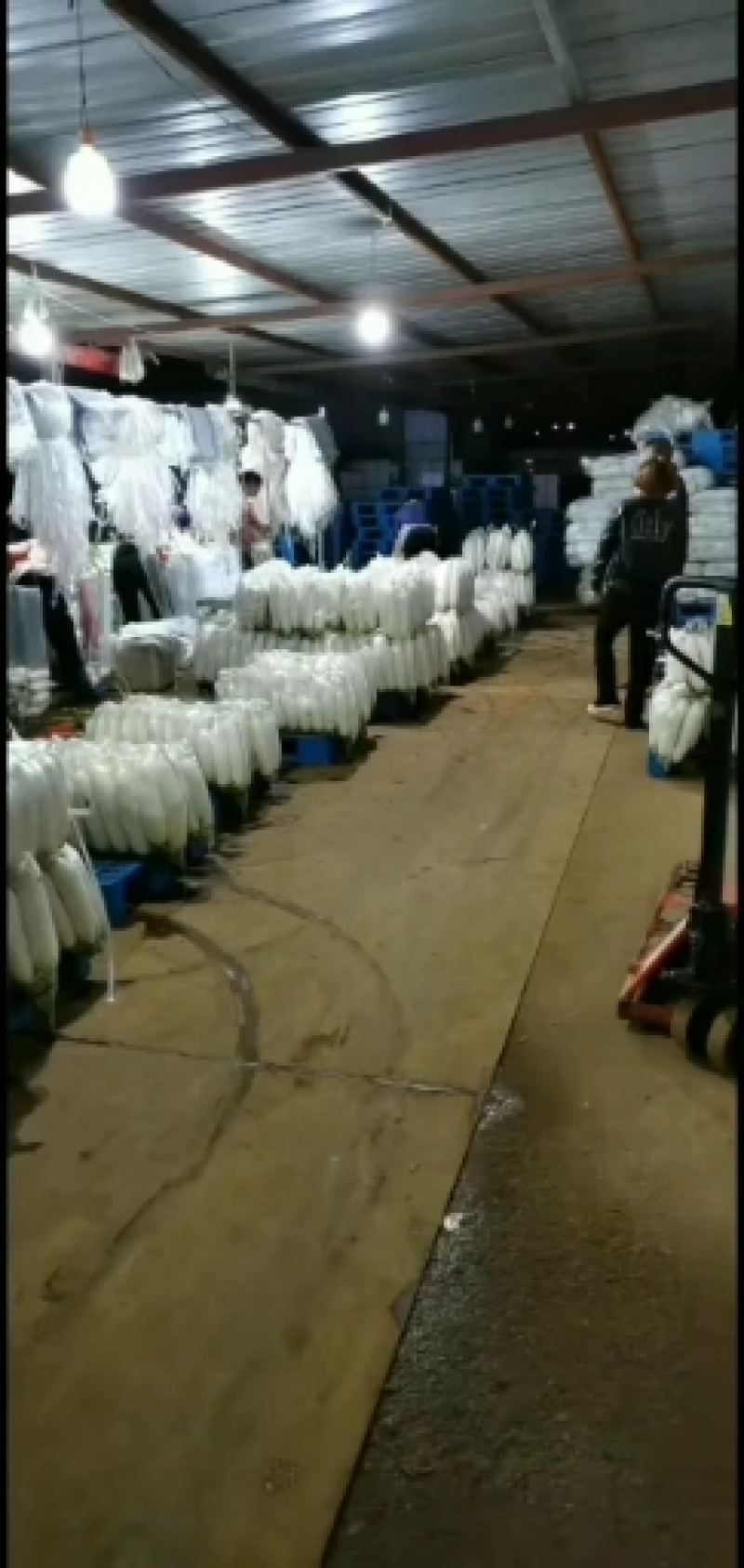 张家口萝卜大量供应，颜色好，条型好量大质优。