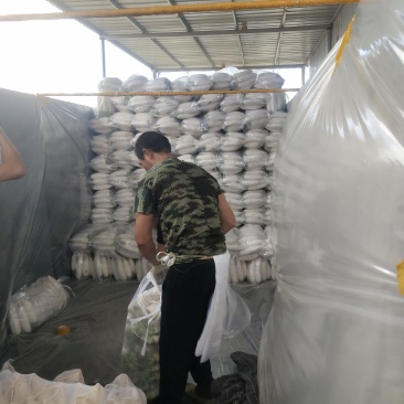 张家口萝卜大量供应，颜色好，条型好量大质优。