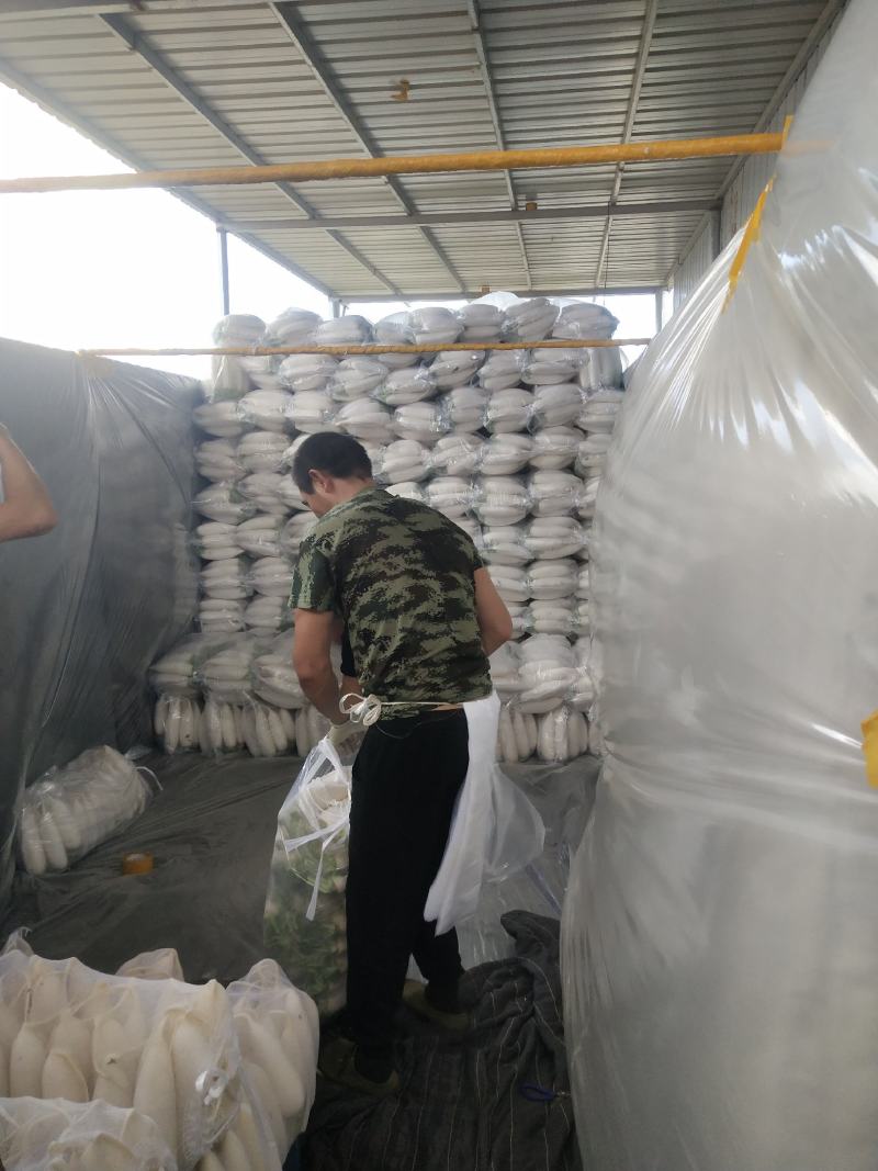 张家口萝卜大量供应，颜色好，条型好量大质优。
