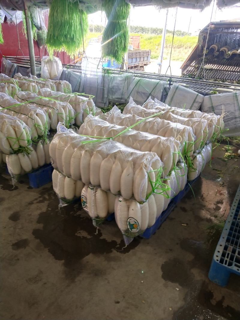 张家口萝卜大量供应，颜色好，条型好量大质优。