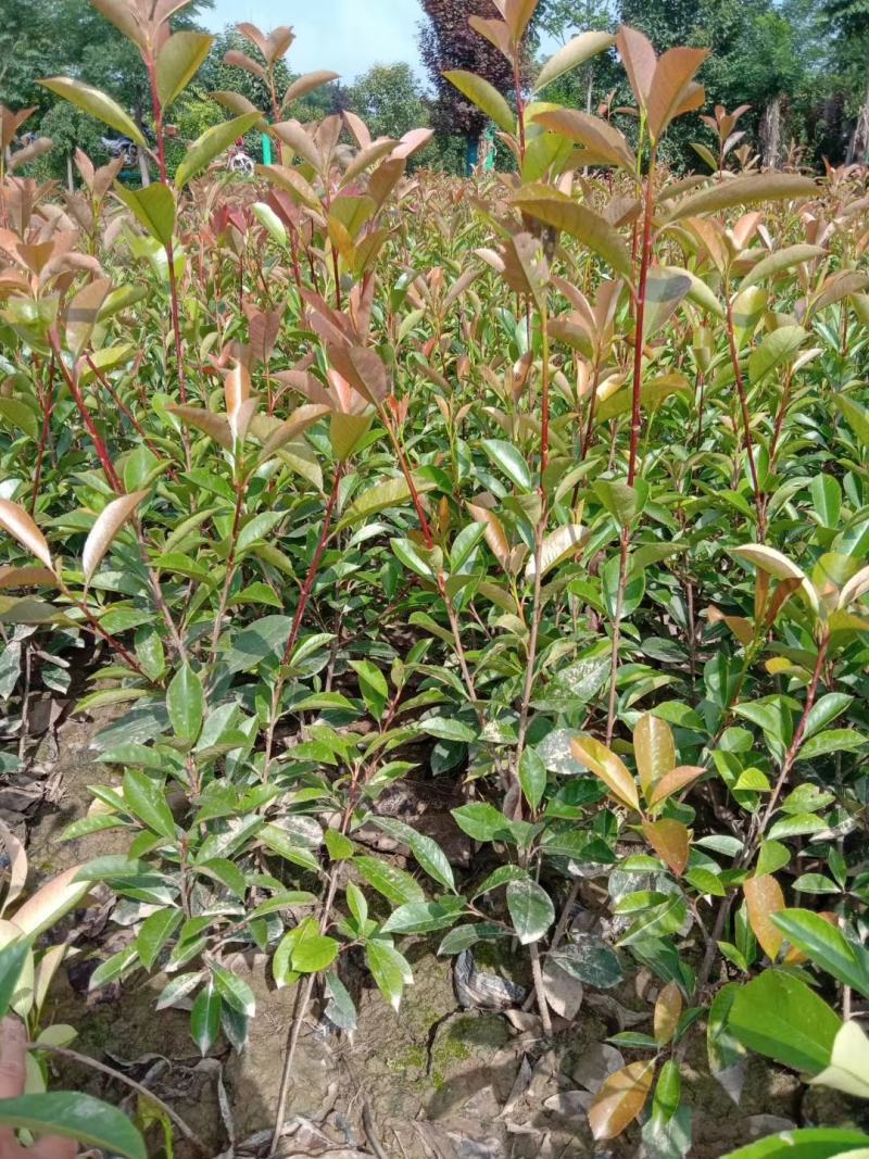 营养杯红叶石楠高度40-60叶面鲜红二年杯苗多分枝苗