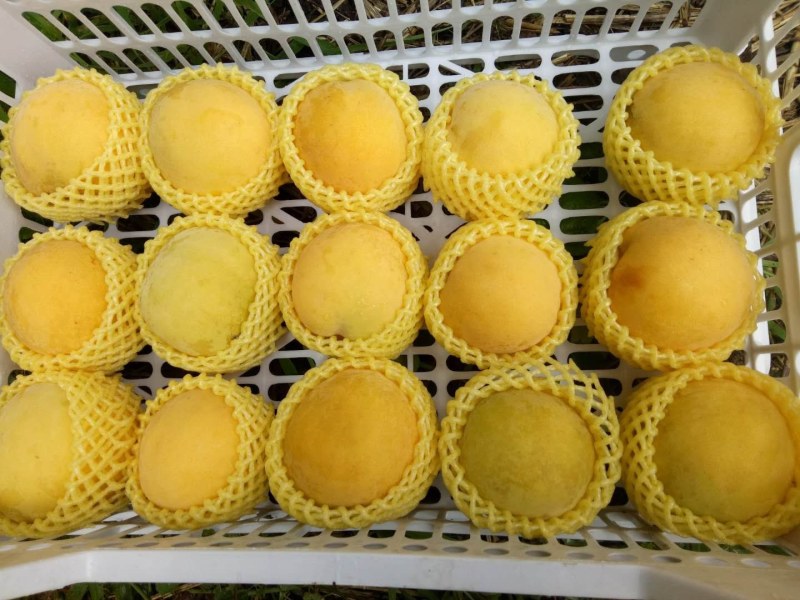 【精品黄桃】加工厂*电商*市场*产地代发*品种齐全