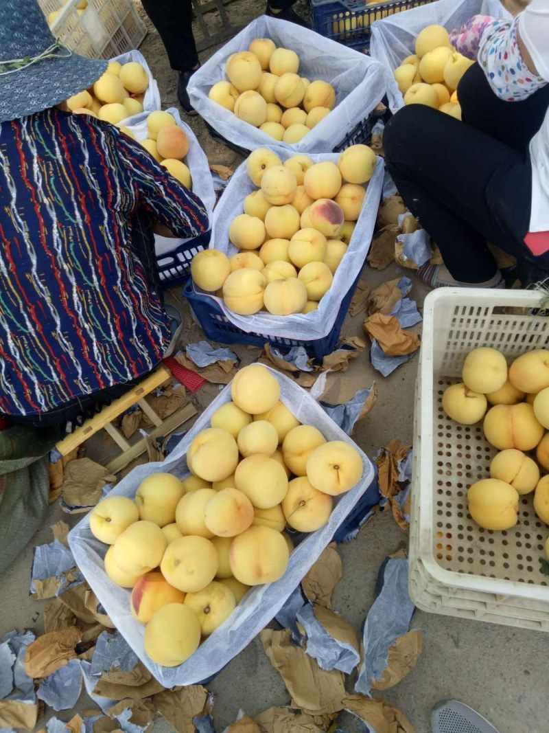 【精品黄桃】加工厂*电商*市场*产地代发*品种齐全