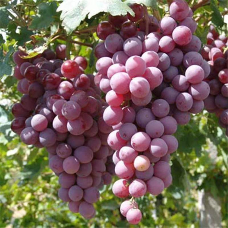 葡萄5%以下2斤以上色泽鲜艳口感好货源充足