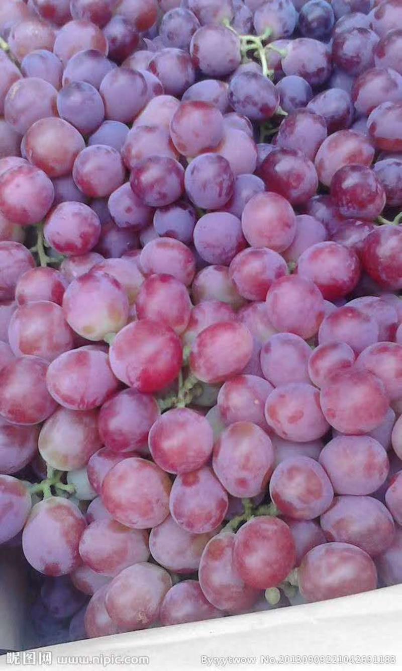 葡萄5%以下2斤以上色泽鲜艳口感好货源充足