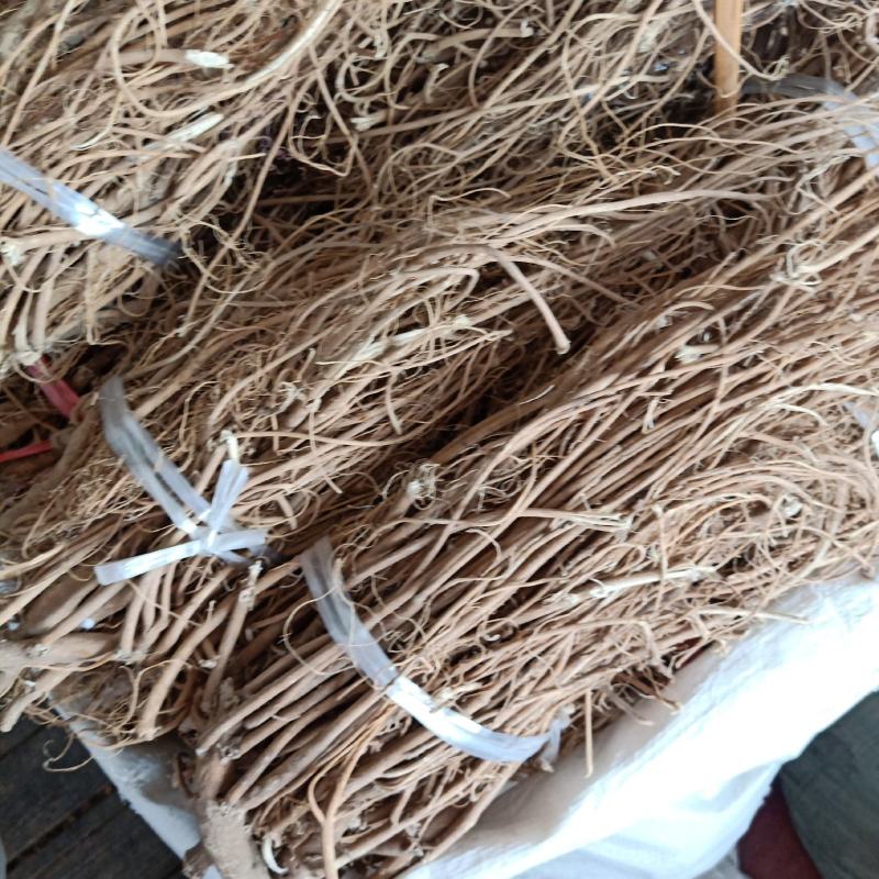 石参根三年的根货质量好，欢迎选购。