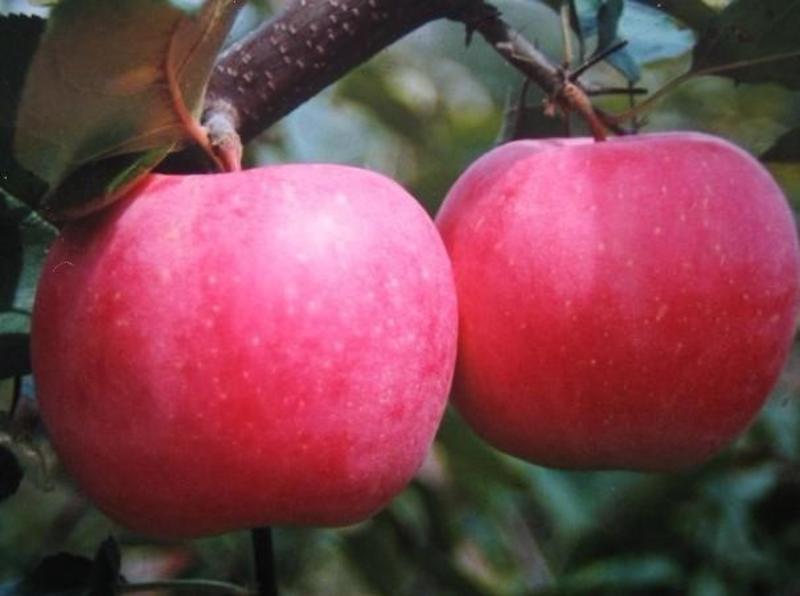 早熟苹果树苗60~70cm自然上色免套袋