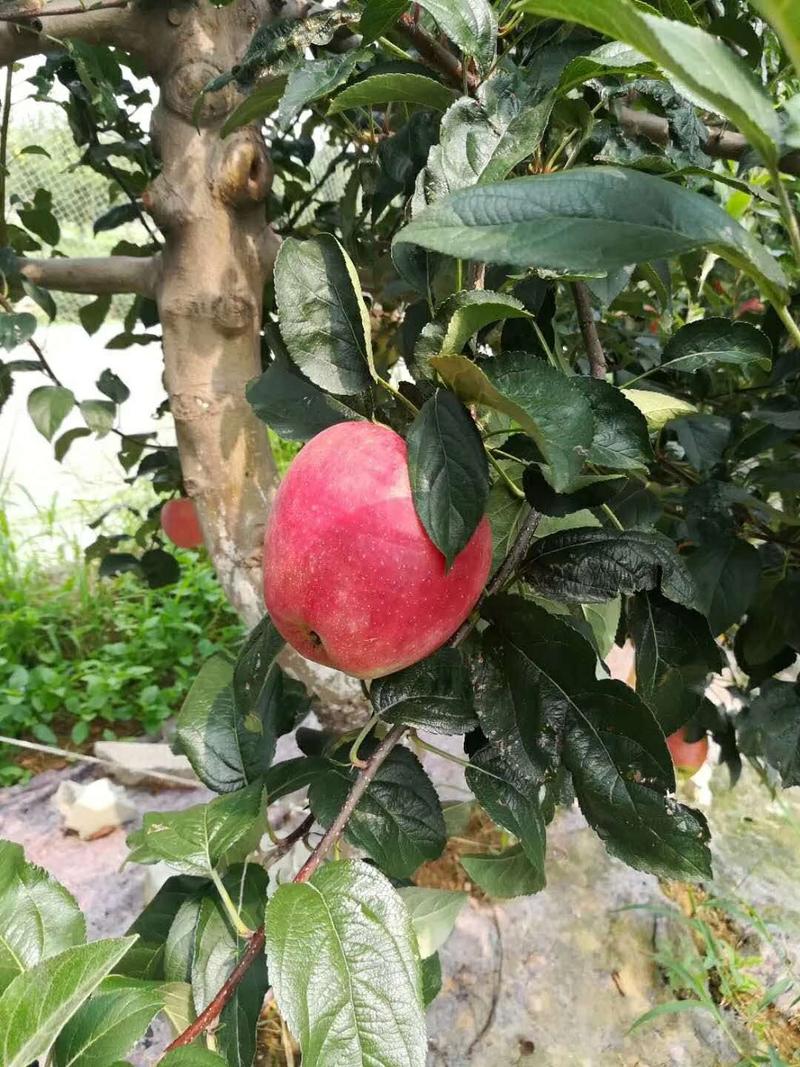 早熟苹果树苗60~70cm自然上色免套袋