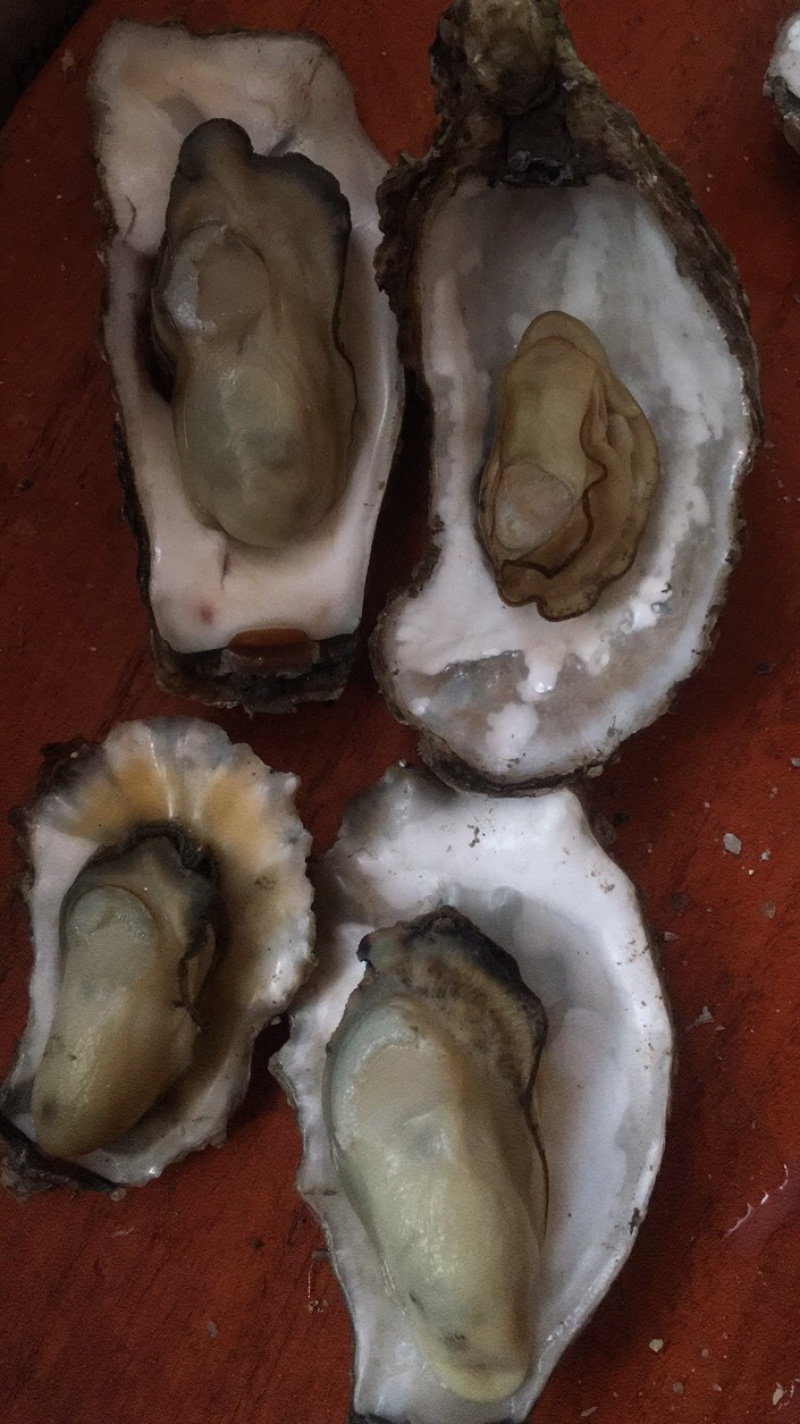 曹妃甸生蚝批发，量大的老板来吧，可以来码头看货