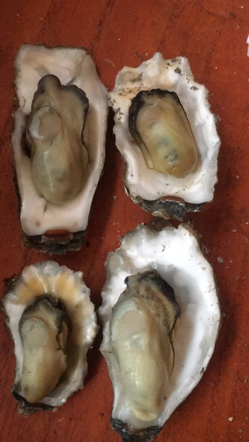 曹妃甸生蚝批发，量大的老板来吧，可以来码头看货