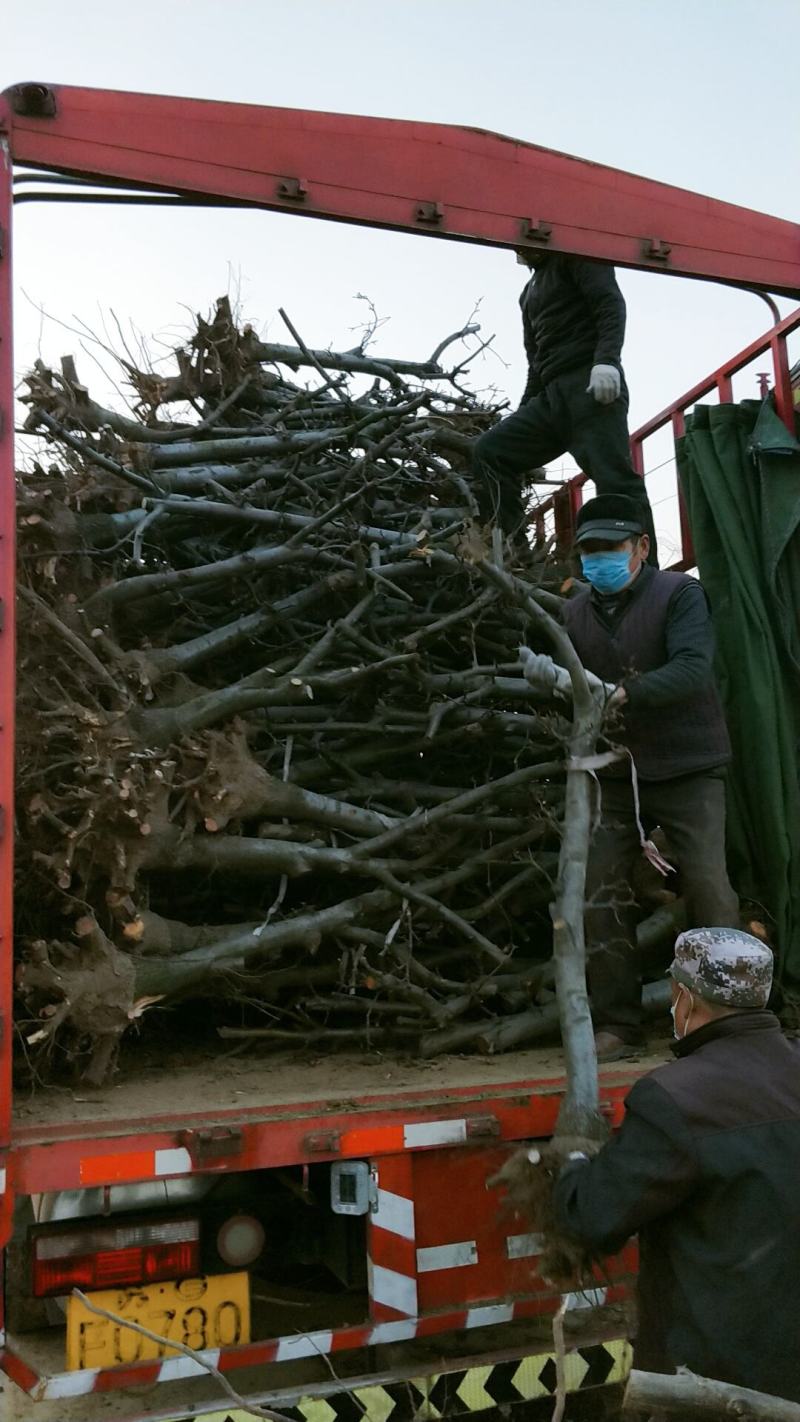 梨树占地树绿化工程树各种苗木都有品种多多