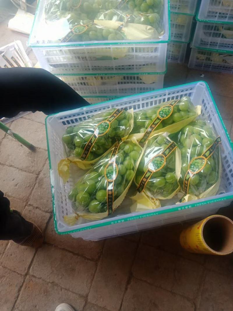 陕西阳光玫瑰葡萄批发，产地直销，陕西大荔万亩阳光玫瑰成熟