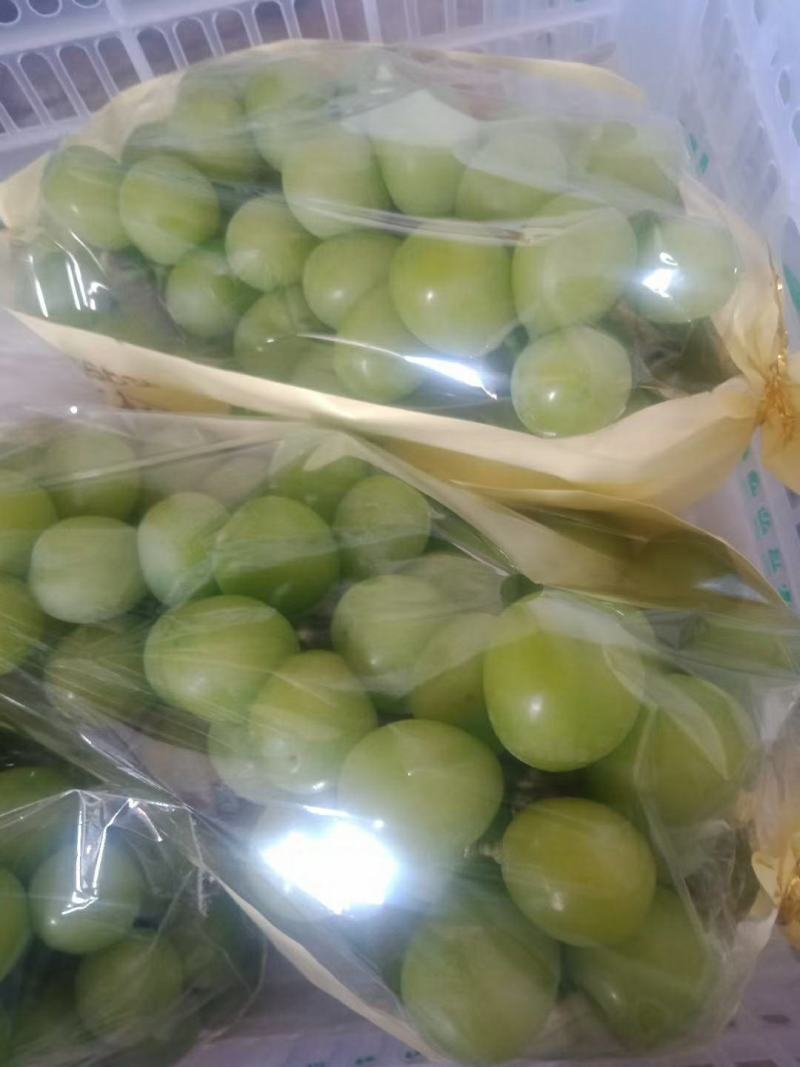 陕西阳光玫瑰葡萄批发，产地直销，陕西大荔万亩阳光玫瑰成熟
