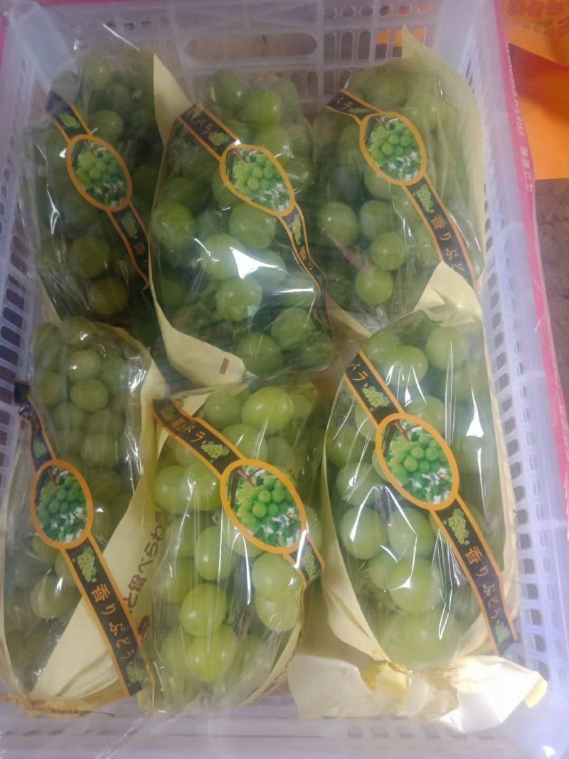 陕西阳光玫瑰葡萄批发，产地直销，陕西大荔万亩阳光玫瑰成熟