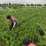 黑松绿化苗木。各种规格齐全。欢迎实地考察