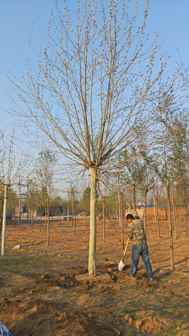 10～20公分法桐价格绿曦苗圃，河北法桐基地