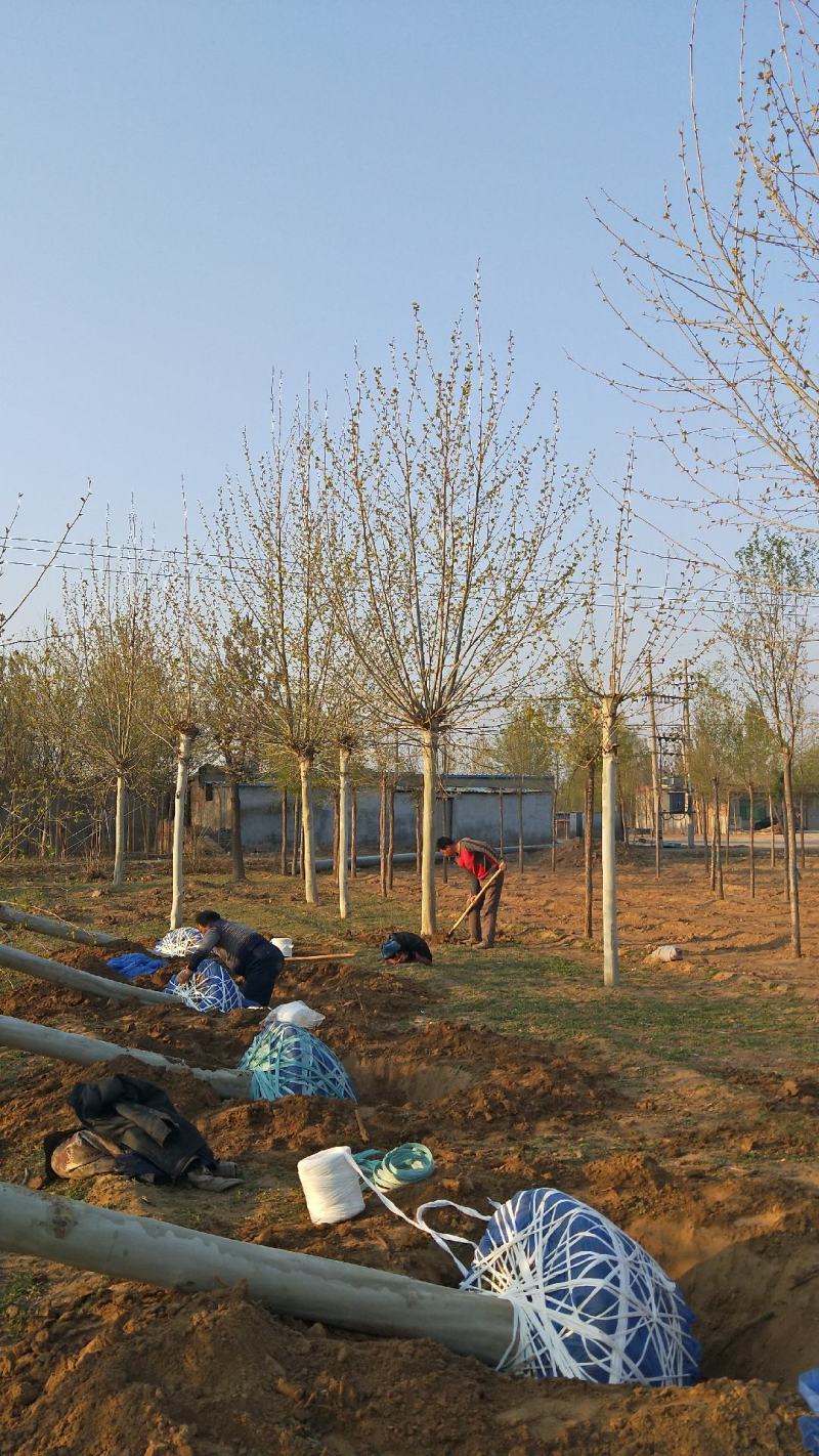 10～20公分法桐价格绿曦苗圃，河北法桐基地