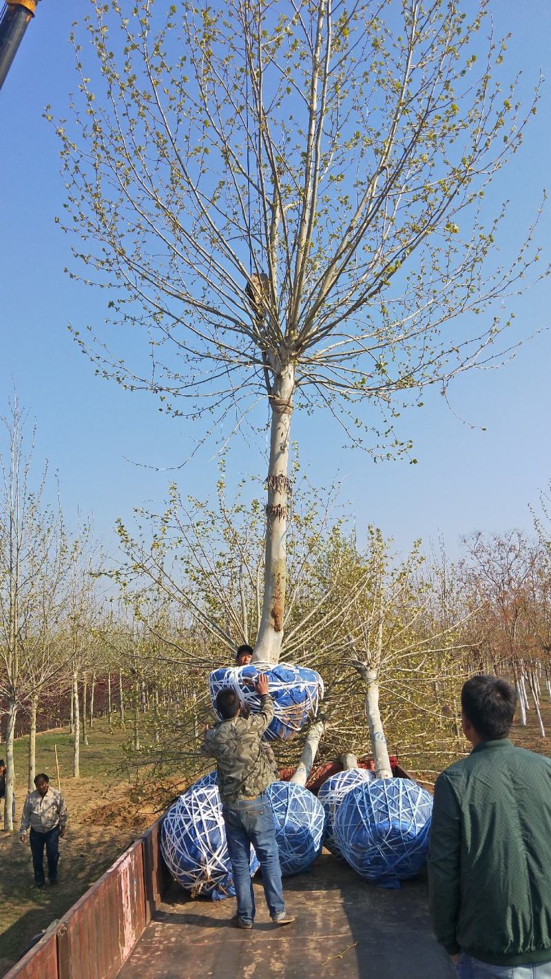 10～20公分法桐价格绿曦苗圃，河北法桐基地