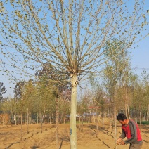 10～20公分法桐价格绿曦苗圃，河北法桐基地