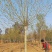 10～20公分法桐价格绿曦苗圃，河北法桐基地