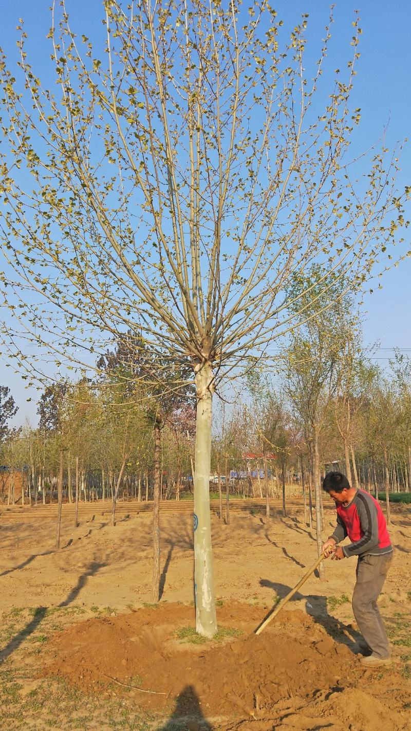 10～20公分法桐价格绿曦苗圃，河北法桐基地