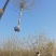 10～20公分法桐价格绿曦苗圃，河北法桐基地