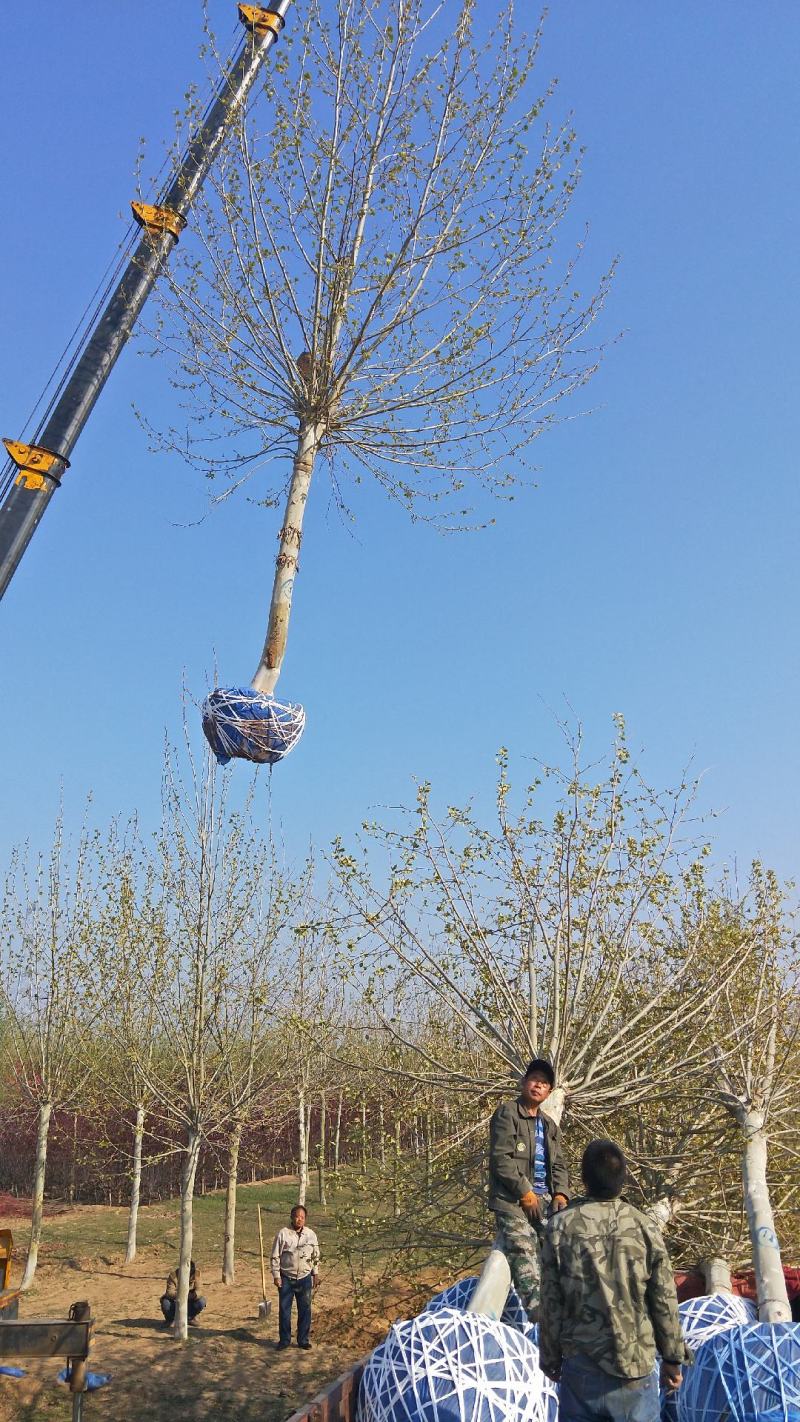 10～20公分法桐价格绿曦苗圃，河北法桐基地