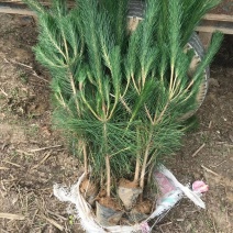 黑松绿化苗木。可用于荒山绿化，行道树。亭园绿化。规格齐全