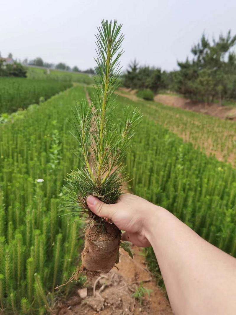 黑松绿化苗木。可用于荒山绿化，行道树。亭园绿化。规格齐全