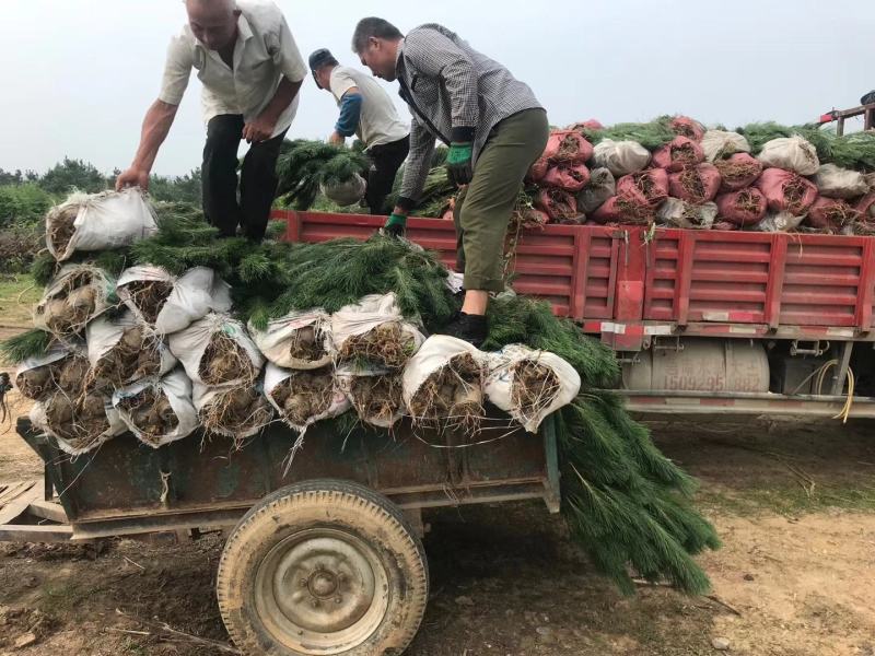 黑松绿化苗木。可用于荒山绿化，行道树。亭园绿化。规格齐全
