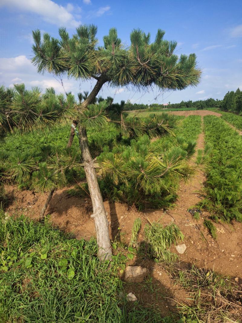 黑松绿化苗木。可用于荒山绿化，行道树。亭园绿化。规格齐全